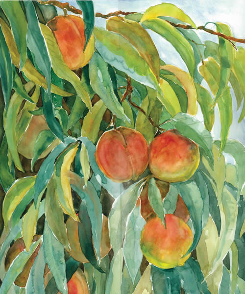 Red Haven Peaches